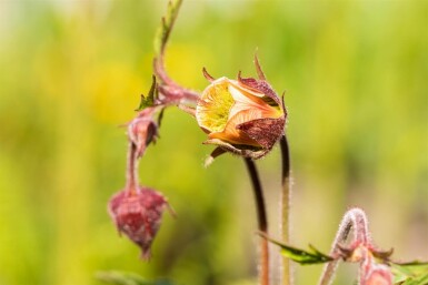 Engnellikerod Geum rivale 5-10 potte P9 Geum rivale
