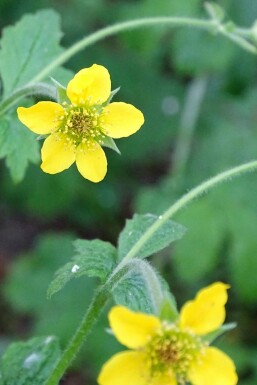 Febernellikerod Geum urbanum 5-10 potte P9 Geum urbanum