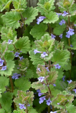 Korsknap Glechoma hederacea 5-10 potte P9 Glechoma hederacea