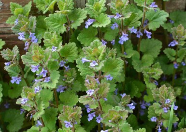 Korsknap Glechoma hederacea 5-10 potte P9 Glechoma hederacea