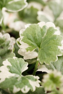 Korsknap Glechoma hederacea 'Variegata' 5-10 potte P9 Glechoma hederacea 'Variegata'