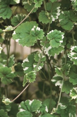 Korsknap Glechoma hederacea 'Variegata' 5-10 potte P9 Glechoma hederacea 'Variegata'