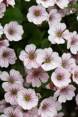 Gipsurt Gypsophila cerastioides 5-10 potte P9 Gypsophila cerastioides