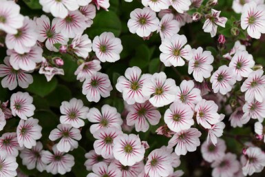 Gipsurt Gypsophila cerastioides 5-10 potte P9 Gypsophila cerastioides