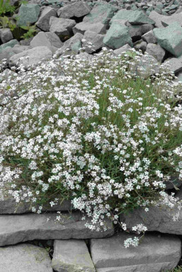 Brudeslør Gypsophila paniculata 5-10 potte P9 Gypsophila paniculata