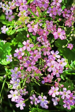 Krybende brudeslør Gypsophila repens 5-10 potte P9 Gypsophila repens