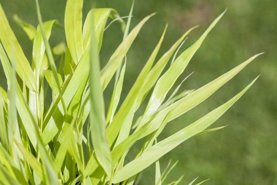 Japansk skovgræs Hakonechloa macra 'Allgold' 5-10 potte P9 Hakonechloa macra 'Allgold'