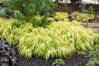 Japansk skovgræs Hakonechloa macra 'Allgold' 5-10 potte P9 Hakonechloa macra 'Allgold'