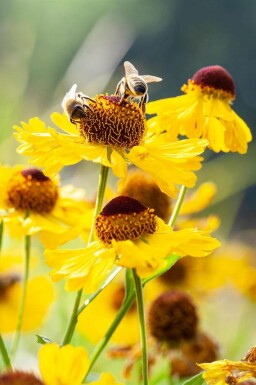 Solbrud Helenium bigelovii 'The Bishop' 5-10 potte P9 Helenium bigelovii 'The Bishop'