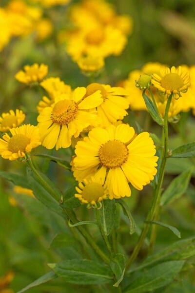 Solbrud Helenium hybride 'Kanaria' 5-10 potte P9 Helenium hybride 'Kanaria'