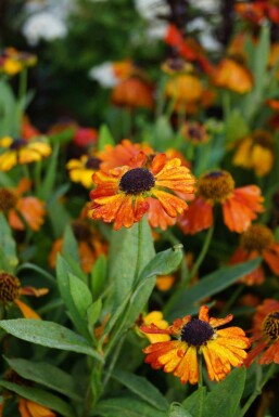 Helenium 'Mardi Gras'