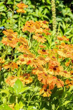 Solbrud Helenium 'Rauchtopas' 5-10 potte P9 Helenium 'Rauchtopas'