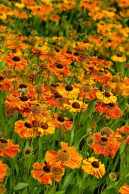 Solbrud Helenium 'Waltraut' 5-10 potte P9 Helenium 'Waltraut'