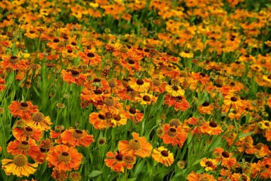 Helenium 'Waltraut'