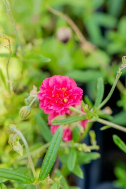 Soløje Helianthemum 'Cerise Queen' 5-10 potte P9 Helianthemum 'Cerise Queen'