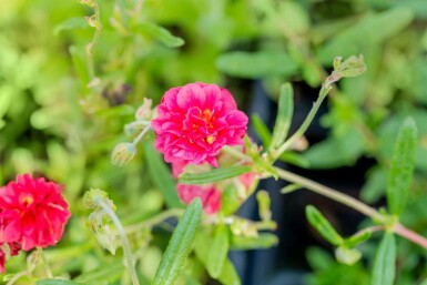 Soløje Helianthemum 'Cerise Queen' 5-10 potte P9 Helianthemum 'Cerise Queen'