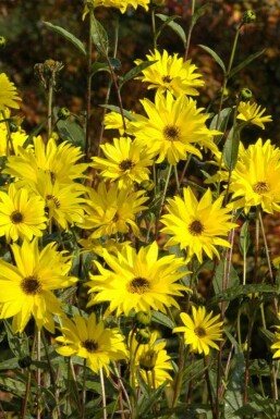 Solblomst Helianthus atrorubens 5-10 potte P9 Helianthus atrorubens
