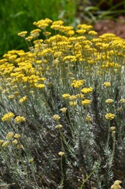 Karryplante Helichrysum italicum 5-10 potte P9 Helichrysum italicum