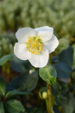 Julerose Helleborus niger 'Christmas Carol' 5-10 potte P9 Helleborus niger 'Christmas Carol'