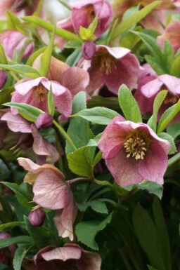 Julerose Helleborus orientalis 5-10 potte P9 Helleborus orientalis