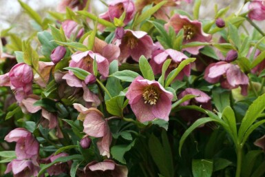 Julerose Helleborus orientalis 5-10 potte P9 Helleborus orientalis