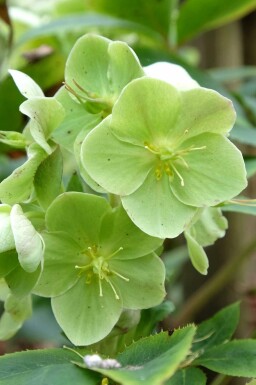 Julerose Helleborus sternii 5-10 potte P9 Helleborus sternii