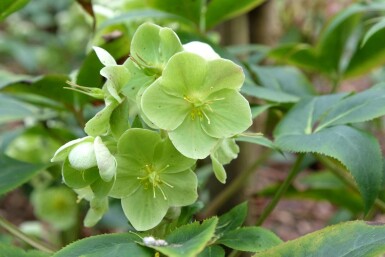 Julerose Helleborus sternii 5-10 potte P9 Helleborus sternii
