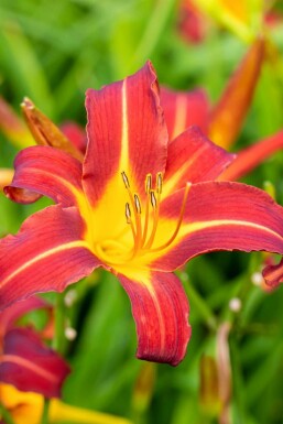 Orange daglilje Hemerocallis 'Autumn Red' 5-10 potte P9 Hemerocallis 'Autumn Red'
