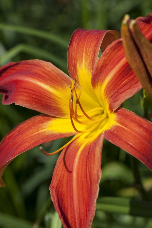 Orange daglilje Hemerocallis 'Autumn Red' 5-10 potte P9 Hemerocallis 'Autumn Red'