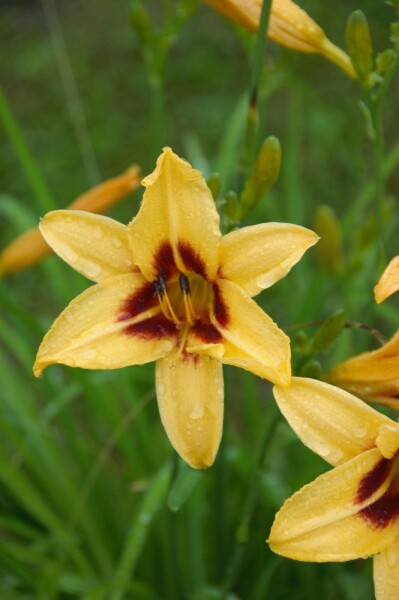Daglilje Hemerocallis 'Bonanza' 5-10 potte P9 Hemerocallis 'Bonanza'