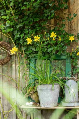 Daglilje Hemerocallis 'Citrina' 5-10 potte P9 Hemerocallis 'Citrina'