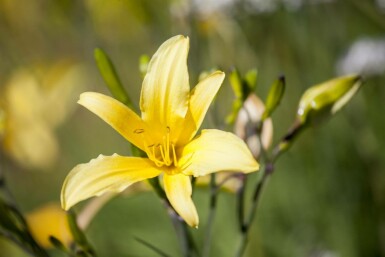 Daglilje Hemerocallis 'Citrina' 5-10 potte P9 Hemerocallis 'Citrina'