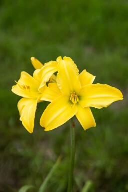 Daglilje Hemerocallis 'Corky' 5-10 potte P9 Hemerocallis 'Corky'
