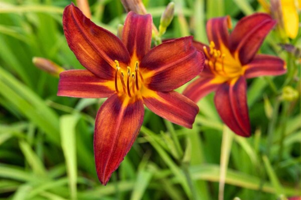 Daglilje Hemerocallis 'Crimson Pirate' 5-10 potte P9 Hemerocallis 'Crimson Pirate'