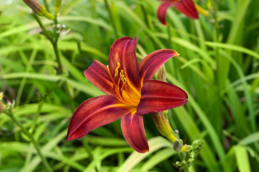 Daglilje Hemerocallis 'Crimson Pirate' 5-10 potte P9 Hemerocallis 'Crimson Pirate'