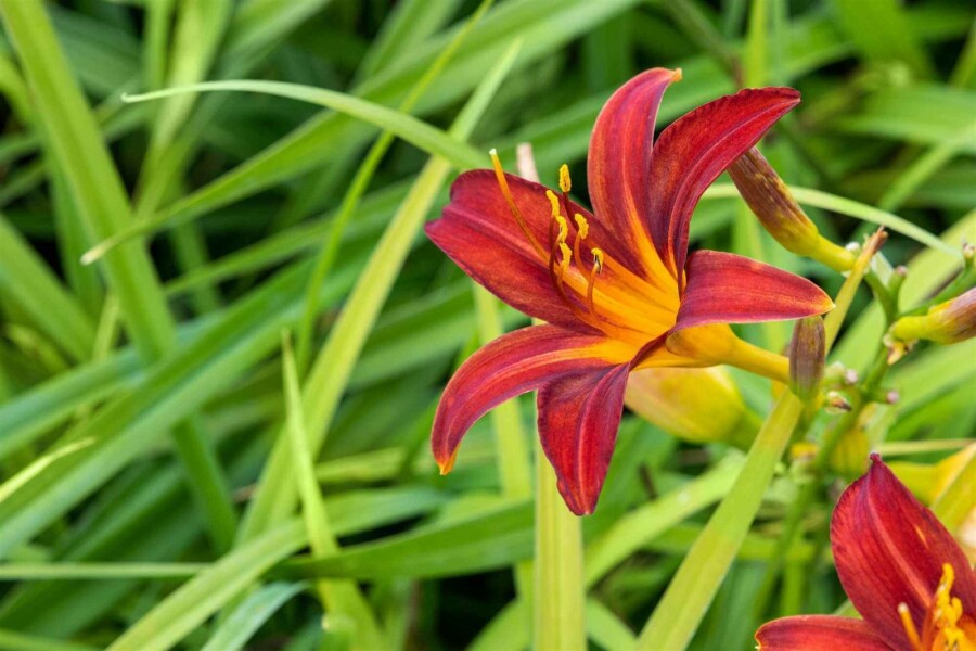 Daglilje Hemerocallis 'Crimson Pirate' 5-10 potte P9 Hemerocallis 'Crimson Pirate'
