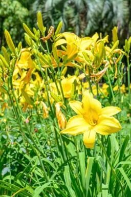 Daglilje Hemerocallis flava 5-10 potte P9 Hemerocallis flava