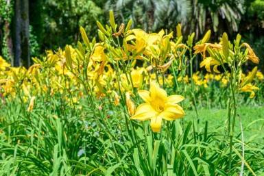 Daglilje Hemerocallis flava 5-10 potte P9 Hemerocallis flava
