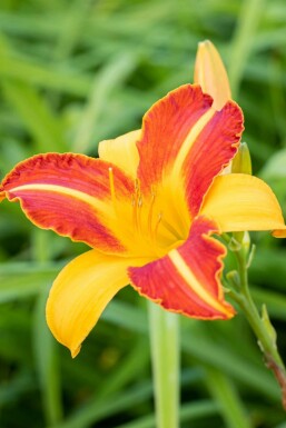 Daglilje Hemerocallis 'Frans Hals' 5-10 potte P9 Hemerocallis 'Frans Hals'