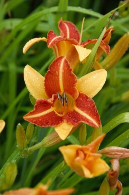 Daglilje Hemerocallis 'Frans Hals' 5-10 potte P9 Hemerocallis 'Frans Hals'