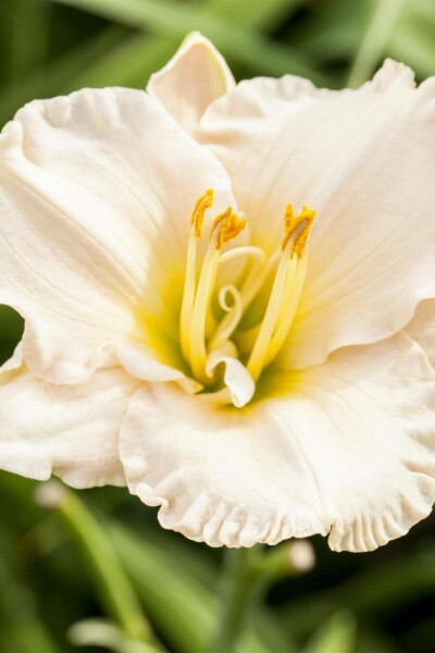 Daglilje Hemerocallis 'Gentle Shepherd' 5-10 potte P9 Hemerocallis 'Gentle Shepherd'