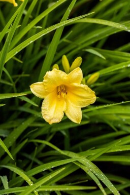 Daglilje Hemerocallis 'Happy Returns' 5-10 potte P9 Hemerocallis 'Happy Returns'