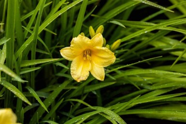 Daglilje Hemerocallis 'Happy Returns' 5-10 potte P9 Hemerocallis 'Happy Returns'