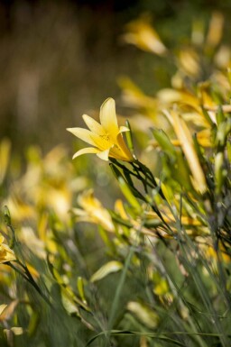 Gul daglilje Hemerocallis lilioasphodelus 5-10 potte P9 Hemerocallis lilioasphodelus