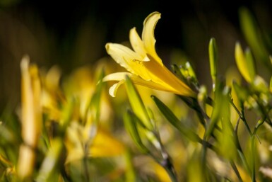 Gul daglilje Hemerocallis lilioasphodelus 5-10 potte P9 Hemerocallis lilioasphodelus