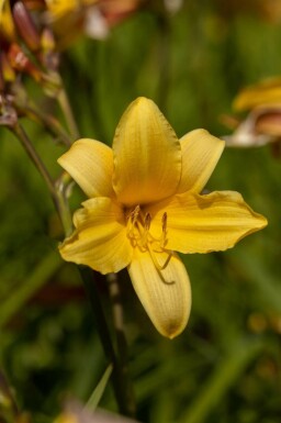Daglilje Hemerocallis middendorffii 5-10 potte P9 Hemerocallis middendorffii