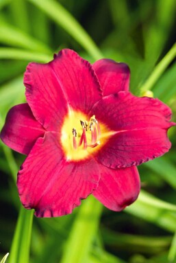 Daglilje Hemerocallis 'Pardon Me' 5-10 potte P9 Hemerocallis 'Pardon Me'