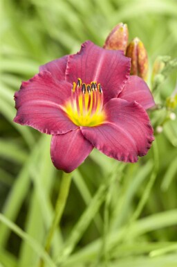 Daglilje Hemerocallis 'Pardon Me' 5-10 potte P9 Hemerocallis 'Pardon Me'