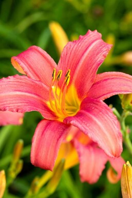 Daglilje Hemerocallis 'Pink Damask' 5-10 potte P9 Hemerocallis 'Pink Damask'