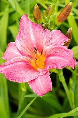 Daglilje Hemerocallis 'Summer Wine' 5-10 potte P9 Hemerocallis 'Summer Wine'